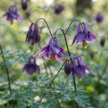 Semiaquilegia Ecalcarata Seeds for Garden Planting