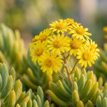 Senecio Goldplate Seeds for Planting
