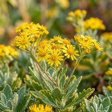 Senecio Goldplate Seeds for Planting