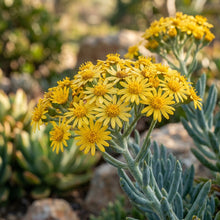 Senecio kleinia Seeds for Planting