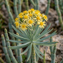 Senecio kleinia Seeds for Planting