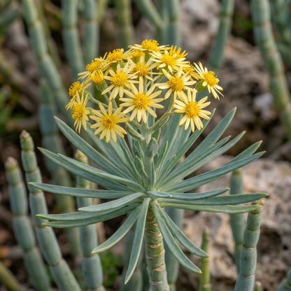 Senecio kleinia Seeds for Planting