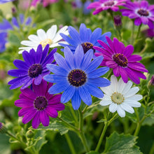 Senetti Pericallis Flower Seeds for Planting