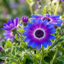Senetti Pericallis Flower Seeds for Planting