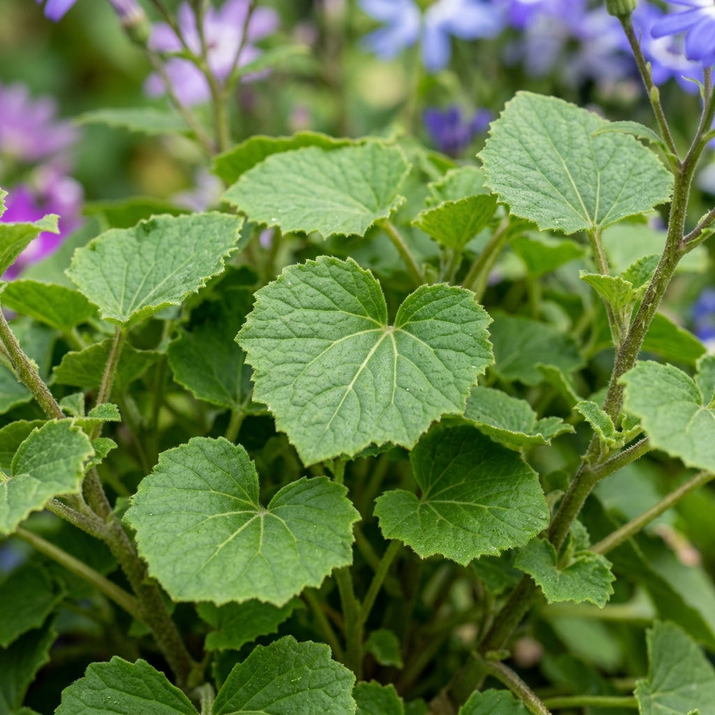 Senetti Pericallis Flower Seeds for Planting