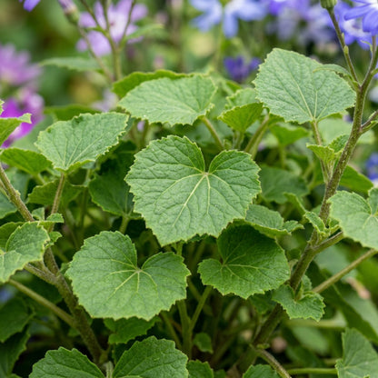Senetti Pericallis Flower Seeds for Planting
