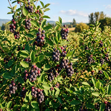 Saskatoon Serviceberry Seeds for Planting