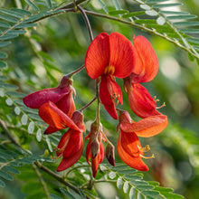 Sesbania punicea Flower Seeds for Planting