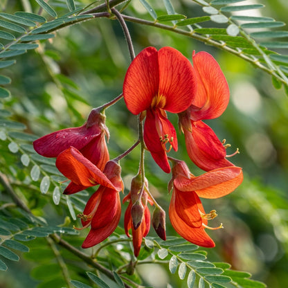 Sesbania punicea Flower Seeds for Planting