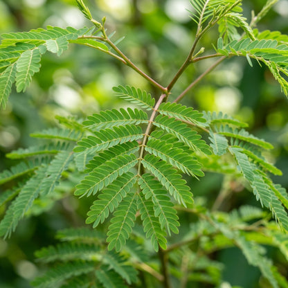 Sesbania punicea Flower Seeds for Planting