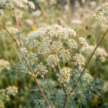 Seseli Petraeum Seeds for Garden Planting
