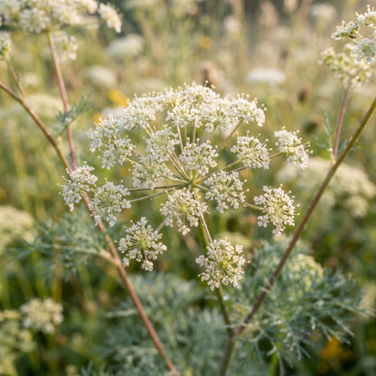 Seseli Petraeum Seeds for Garden Planting