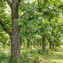 Shagbark Hickory (Carya ovata) Seeds for Planting