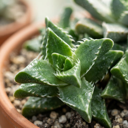 Shark Beak Succulent Seeds for Planting