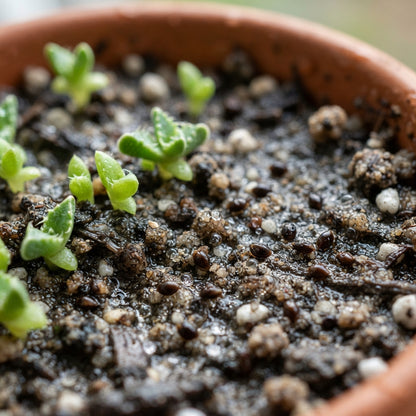 Shark Beak Succulent Seeds for Planting