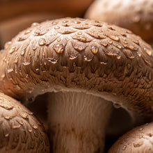 Shiitake Mushroom Spores for Home Garden Growing Projects