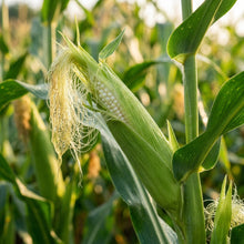 Shimmering Silver Corn Seeds