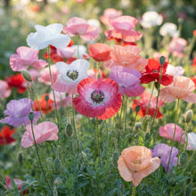 Shirley Mixed Poppy Seeds for Planting