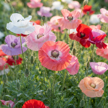Shirley Mixed Poppy Seeds for Planting
