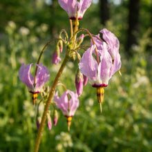 Dodecatheon meadia (Shooting Star) Flower Seeds for Planting