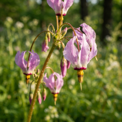 Dodecatheon meadia (Shooting Star) Flower Seeds for Planting