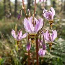 Dodecatheon meadia (Shooting Star) Flower Seeds for Planting