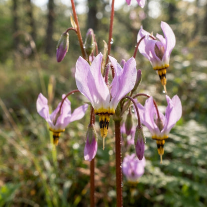 Dodecatheon meadia (Shooting Star) Flower Seeds for Planting