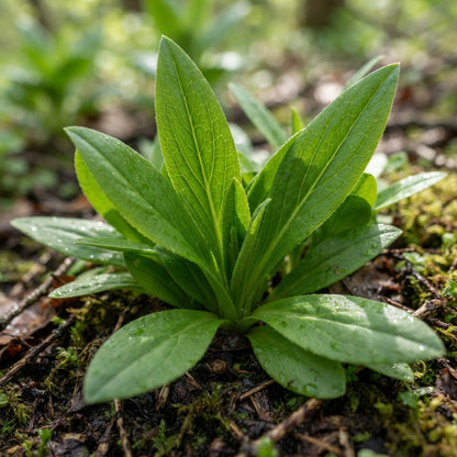Dodecatheon meadia (Shooting Star) Flower Seeds for Planting