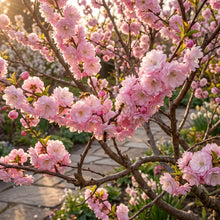 Flowering Almond Prunus Triloba Seeds - Almond Flower Seeds for Garden