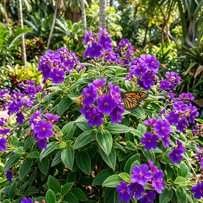 Tibouchina grossa Seeds for Planting
