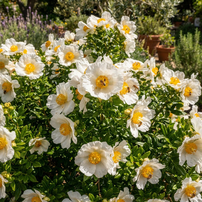 Carpenteria Californica Flower Seeds - White Shrub Flower Seeds for Garden