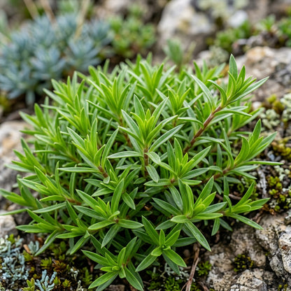 Silene Waldsteinii Flower Seeds For Planting