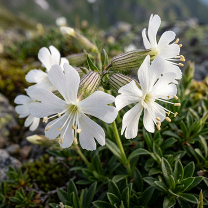 Silene Zawadskii Flower Seeds For Planting