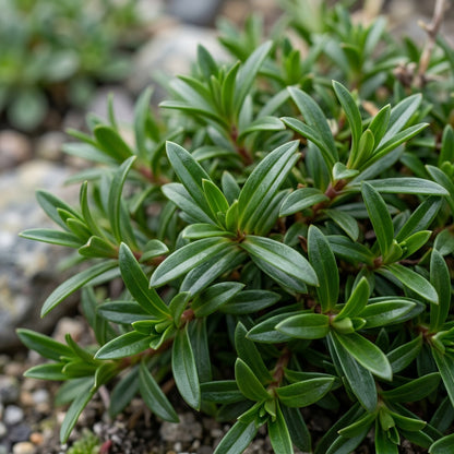 Silene Zawadskii Flower Seeds For Planting