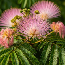 Silk Tree Seeds for Outdoor Decorative Landscape Planting