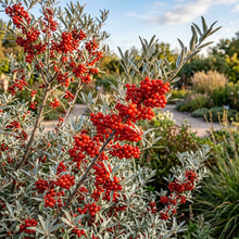 Silver Buffaloberry Seeds for Planting