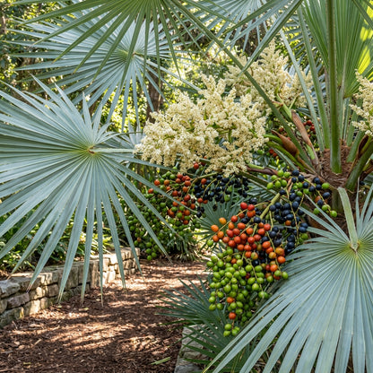 Silver Saw Palmetto (Serenoa repens) Seeds for Planting