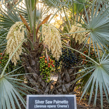 Silver Saw Palmetto (Serenoa repens) Seeds for Planting