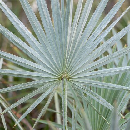 Silver Saw Palmetto (Serenoa repens) Seeds for Planting