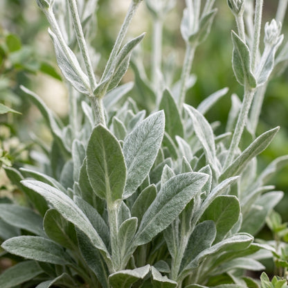 Lychnis Coronaria Alba Flower Seeds For Planting