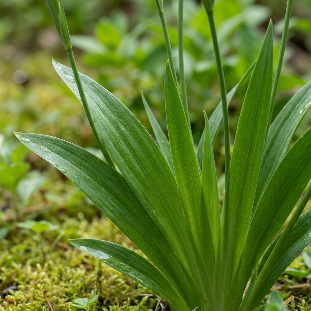 Sisyrinchium idahoense Seeds for Planting