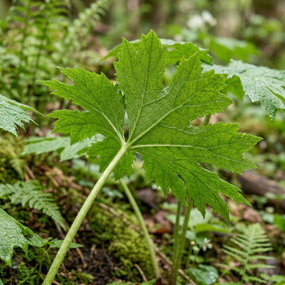 Skeleton Flower Seeds – Diphylleia grayi