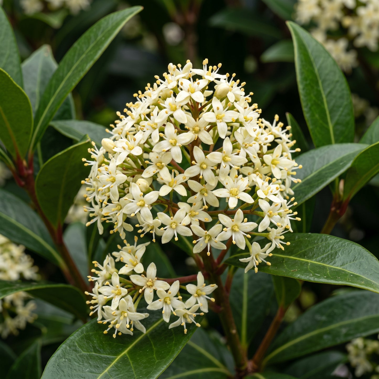 Skimmia japonica Seeds for Planting