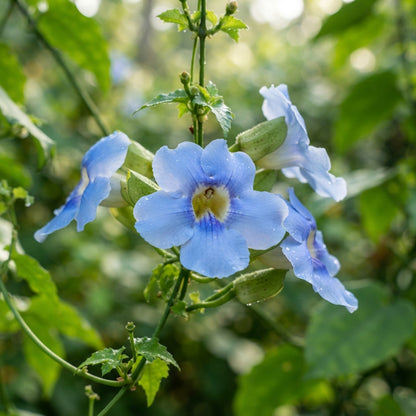 Sky Blue Jude Vine Flower Seeds for Planting