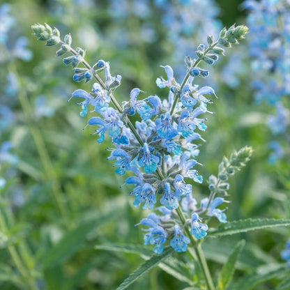 Sky Blue Willow Flower Seeds for Planting