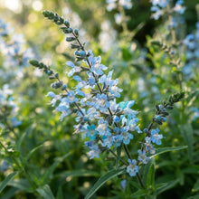 Sky Blue Willow Flower Seeds for Planting
