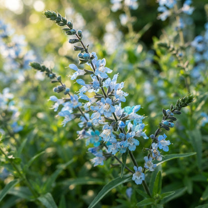 Sky Blue Willow Flower Seeds for Planting