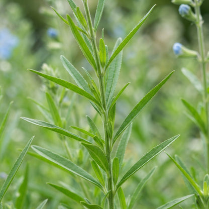 Sky Blue Willow Flower Seeds for Planting