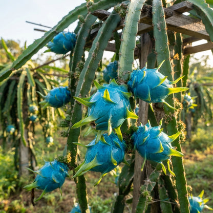 Sky Blue Pitaya Dragon Fruit Seeds for Planting