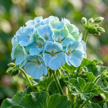 Sky Blue and Green Geranium Seeds for Planting